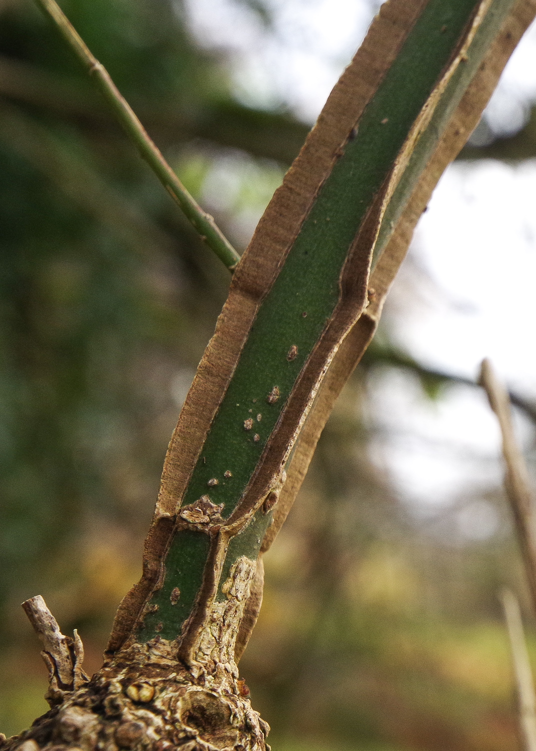 Euonymus alatus - Potsdam, Park Sanssouci - Nov. 2025