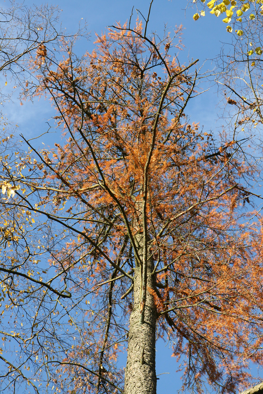 amabilis Pseudolarix