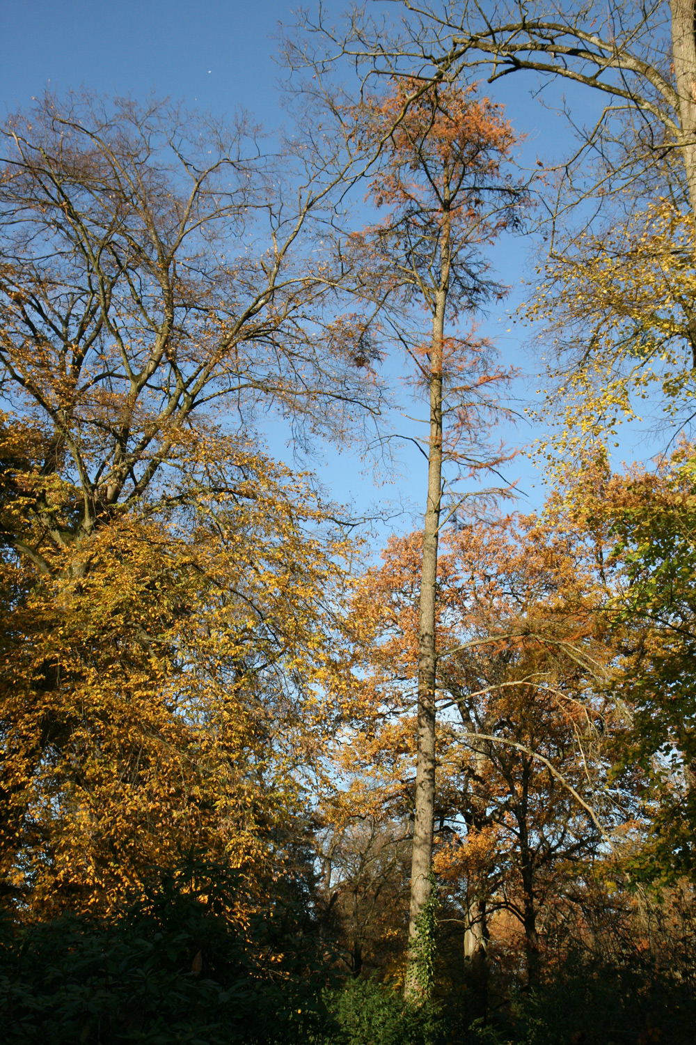 Pseudolarix amabilis im Schlosspark Heltorf - Nov. 2025