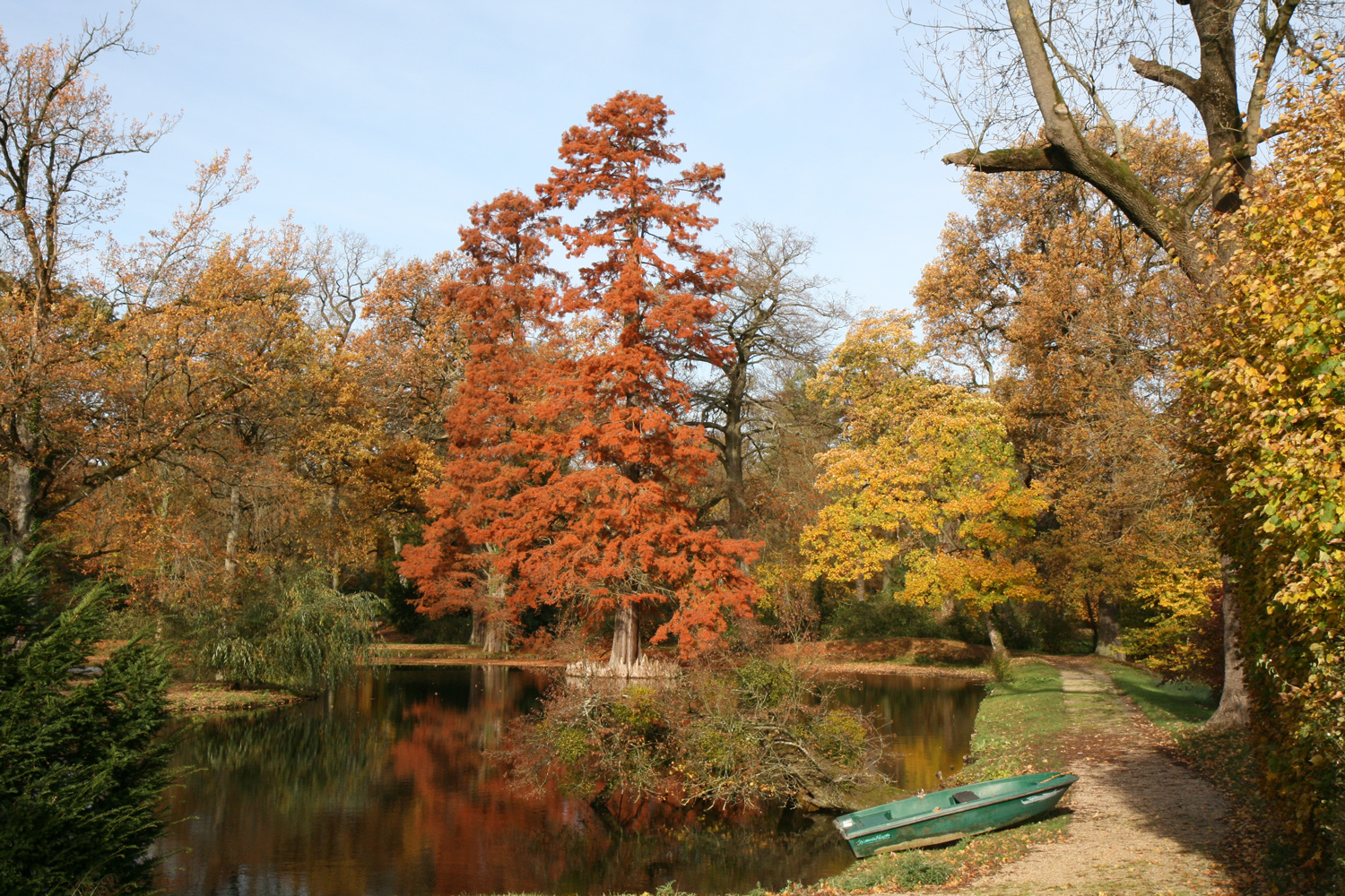 distichum Taxodium