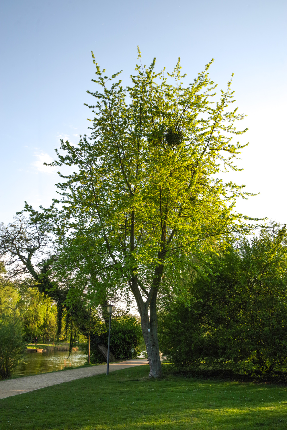 Acer saccharum - Potsdam, Freundschaftsinsel - April 2019