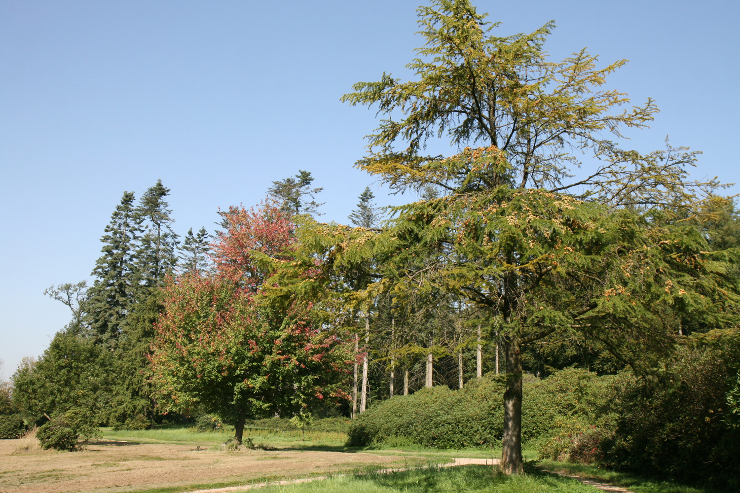 amabilis Pseudolarix