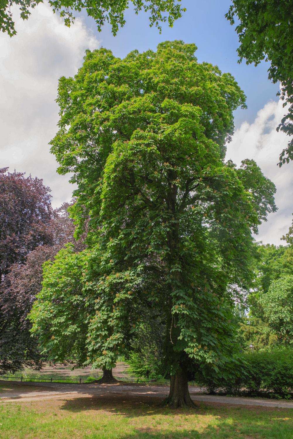 × carnea Aesculus