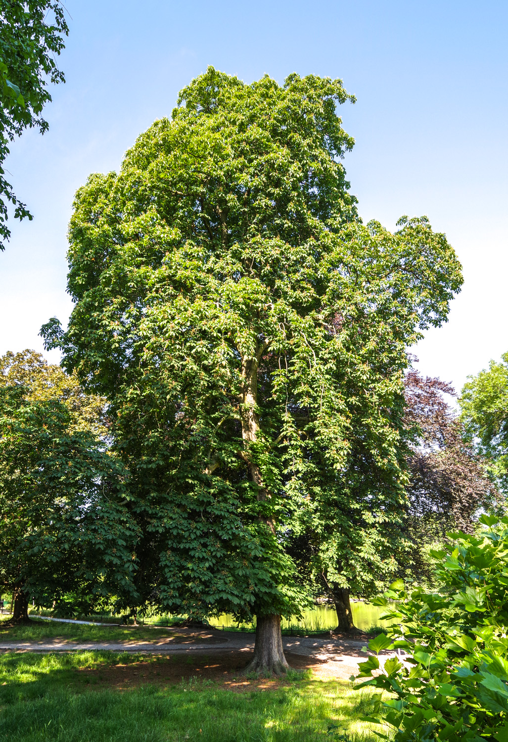 Aesculus × carnea - Berlin-Charlottenburg, Litzenseepark - Mai 2025