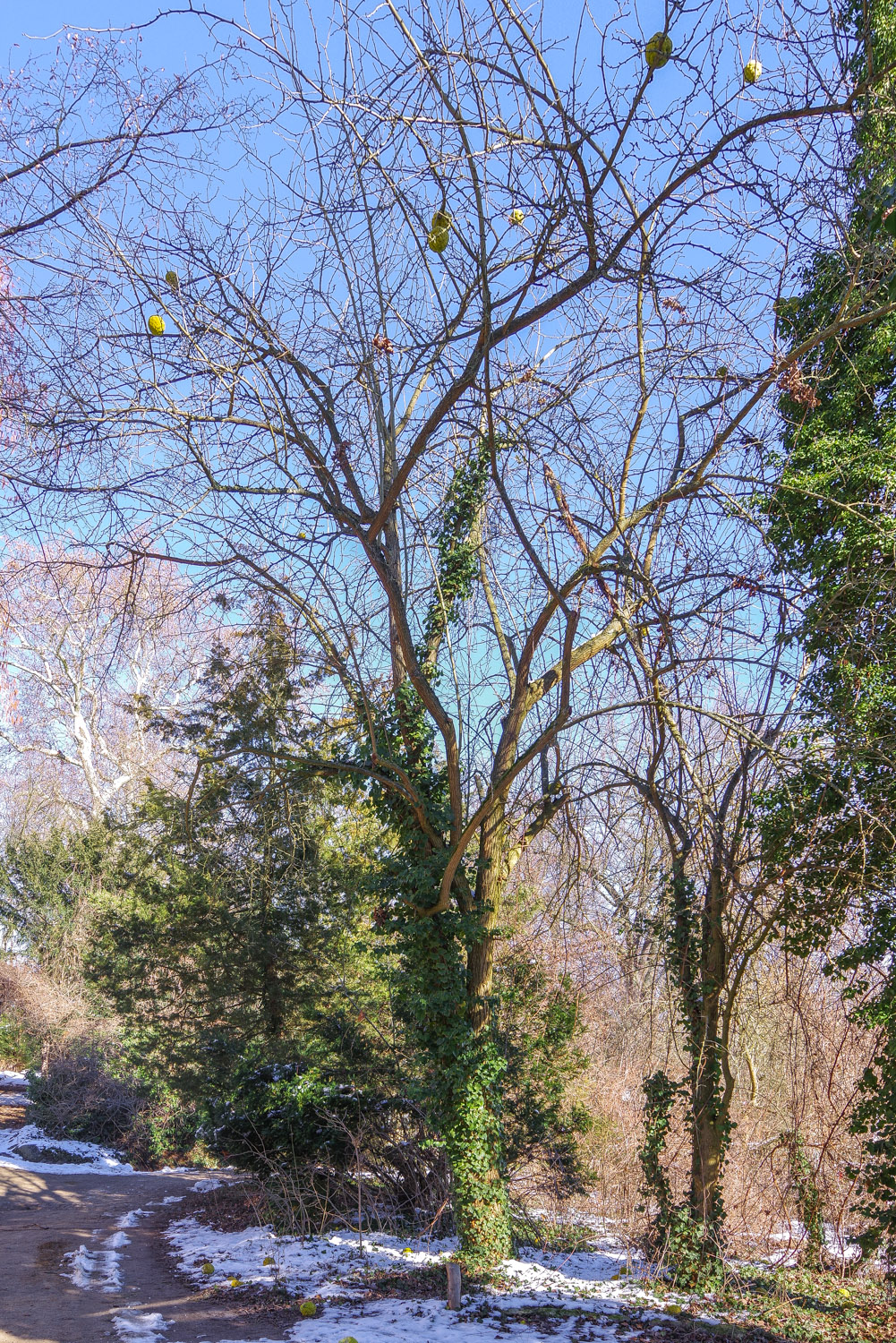 Maclura pomifera