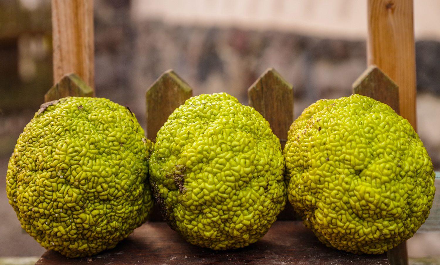Maclura pomifera, Früchte - Berlin-Wannsee, Pfaueninsel