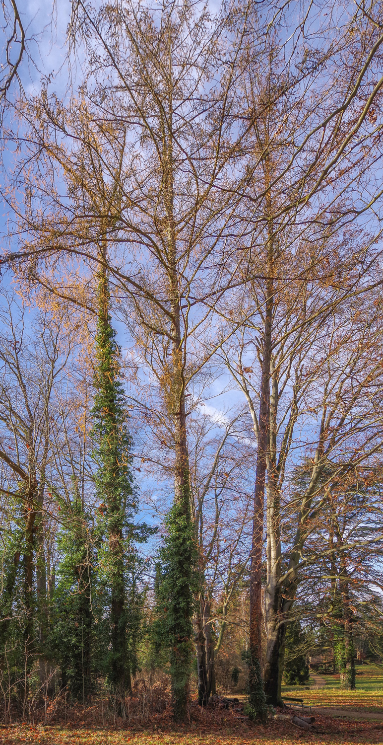 × eurolepis Larix
