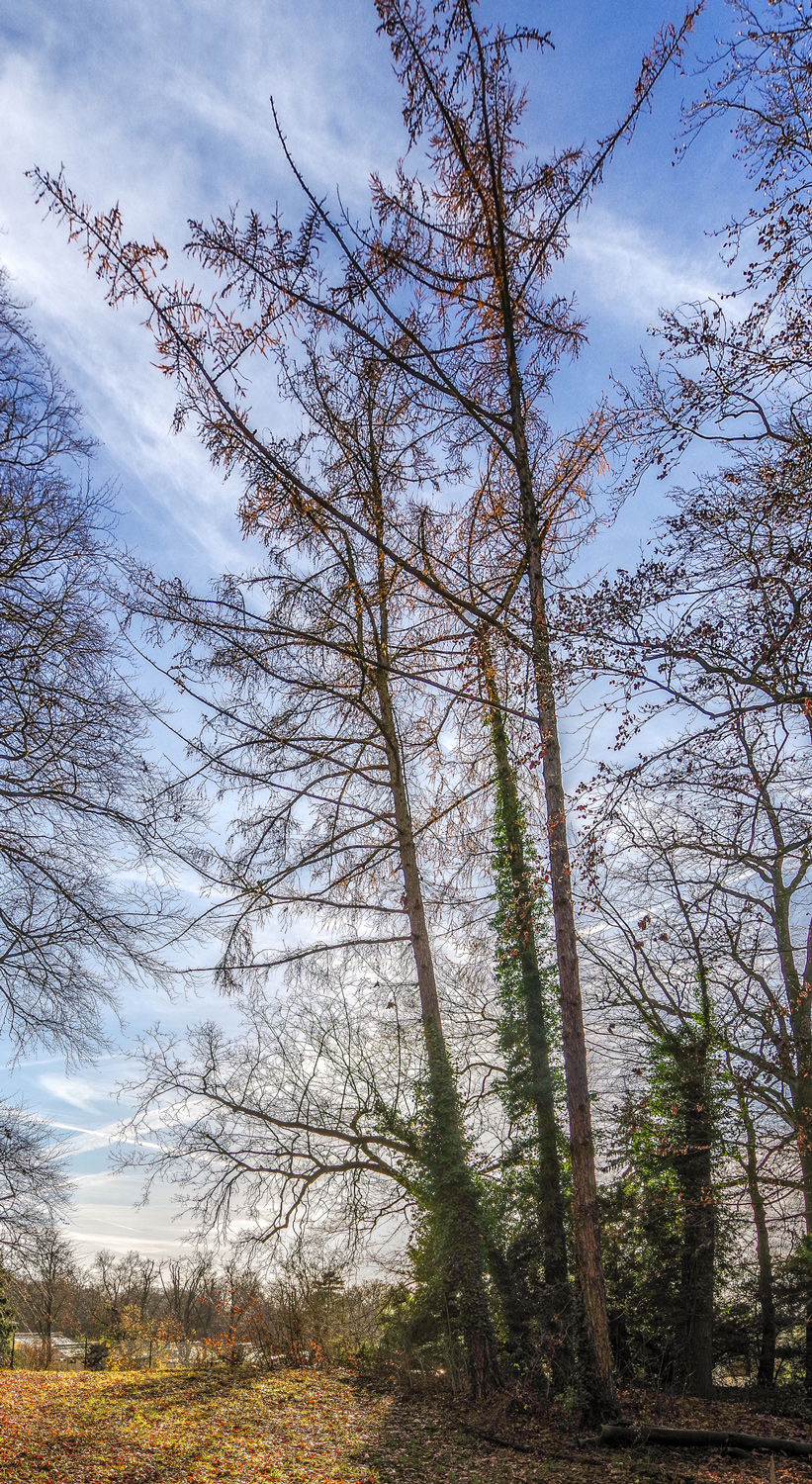 Larix × eurolepis - Potsdam, Park Sanssouci - Dez. 2025
