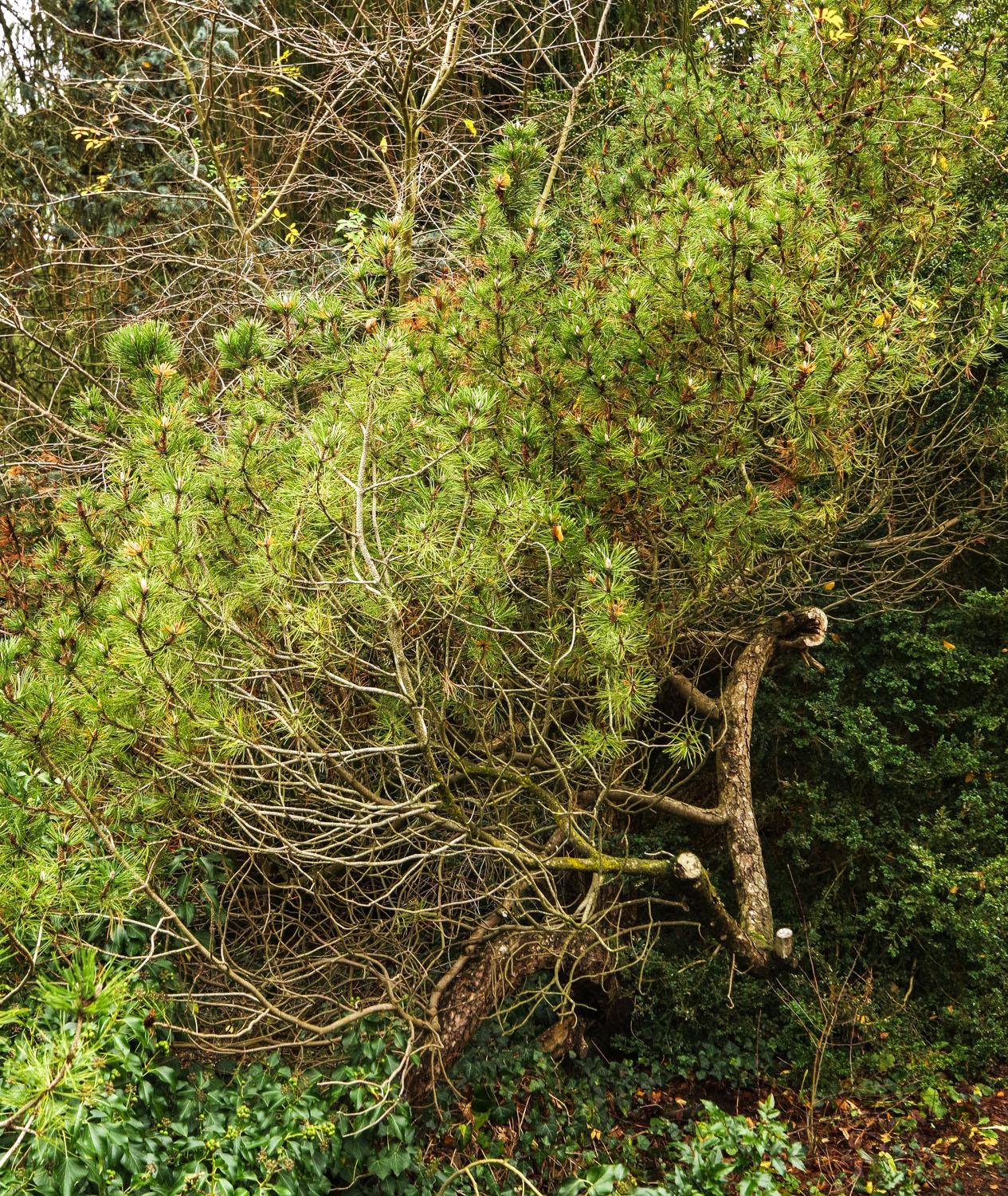 mugo Pinus subsp. mugo
