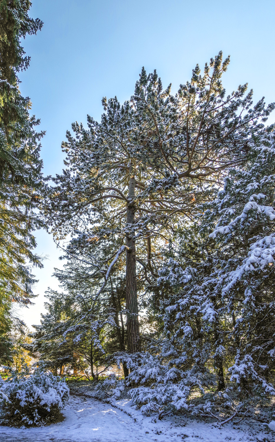 nigra Pinus subsp. nigra
