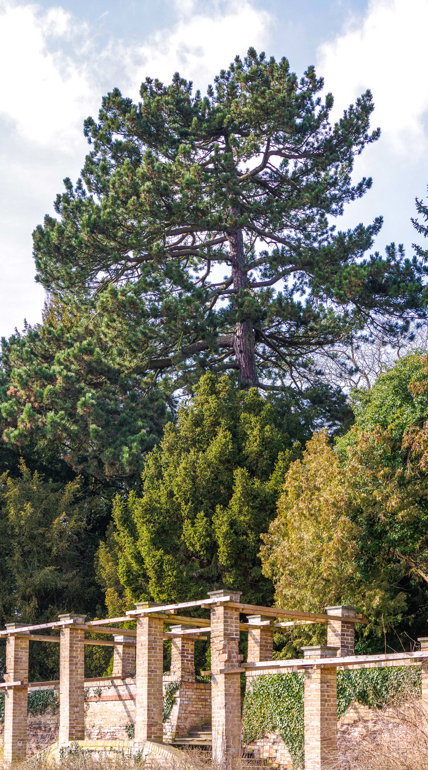Pinus nigra - Potsdam, Psrk Sanssouci - Jan. 2021
