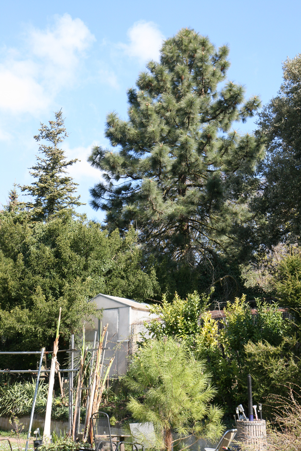 Pinus coulteri - Seeheim, Im Mundklingen - März 2025