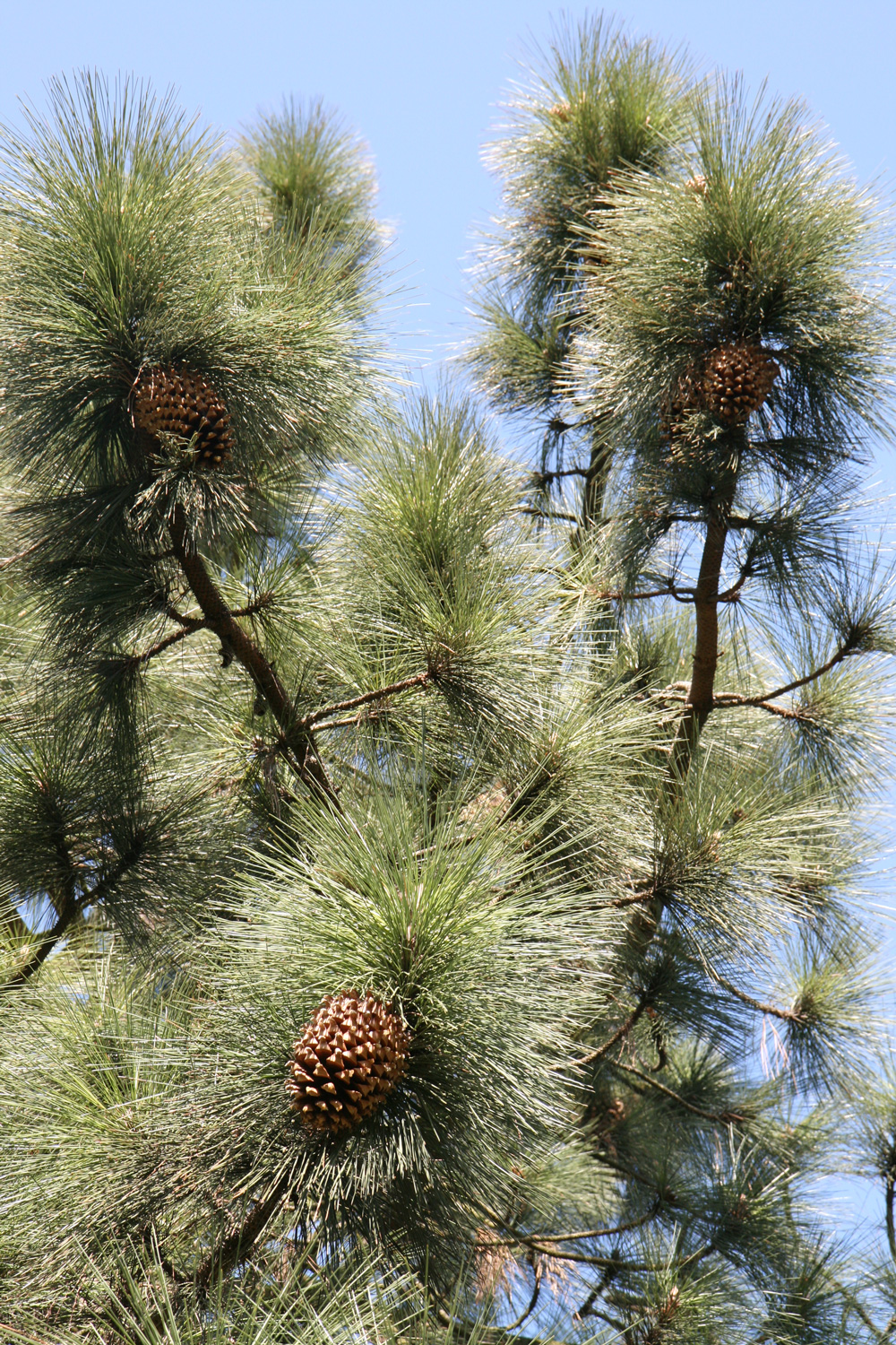 Pinus coulteri - Seeheim, Im Mundklingen - März 2025