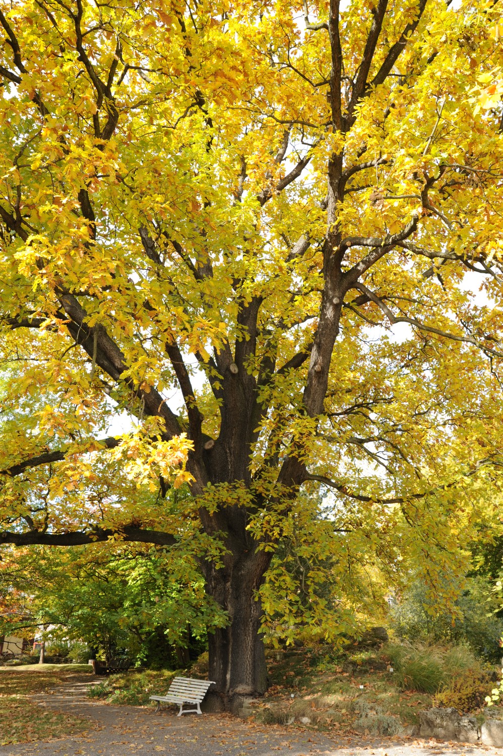 Ungarische Eiche - Botanischer Garten Jena - 2012