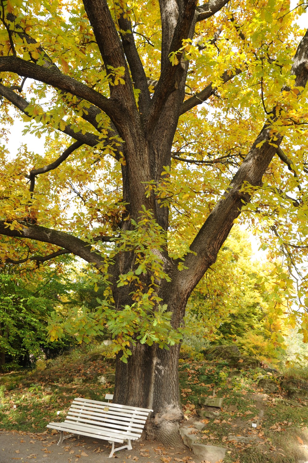 Ungarische Eiche - Botanischer Garten Jena - 2012