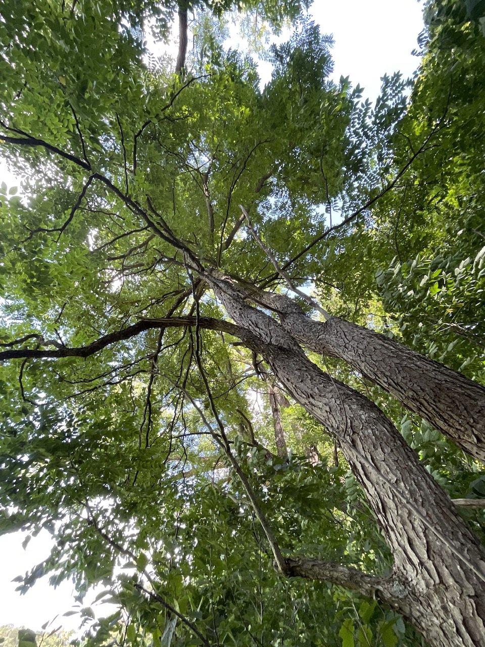 Gymnocladus dioicus - Nürnberg-Gerasmühle - Sept. 2025