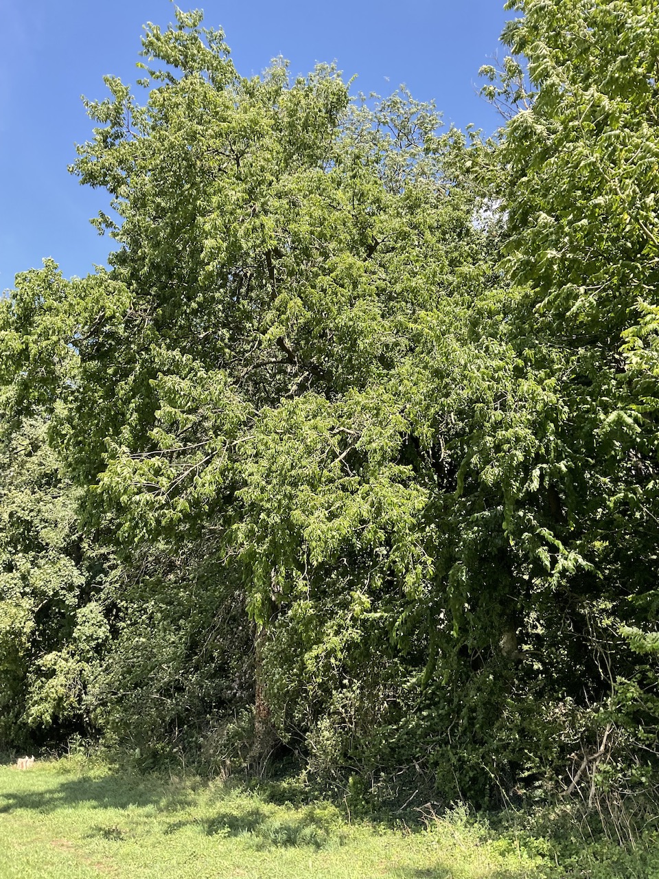 Gymnocladus dioicus - Nürnberg-Gerasmühle - Sept. 2025