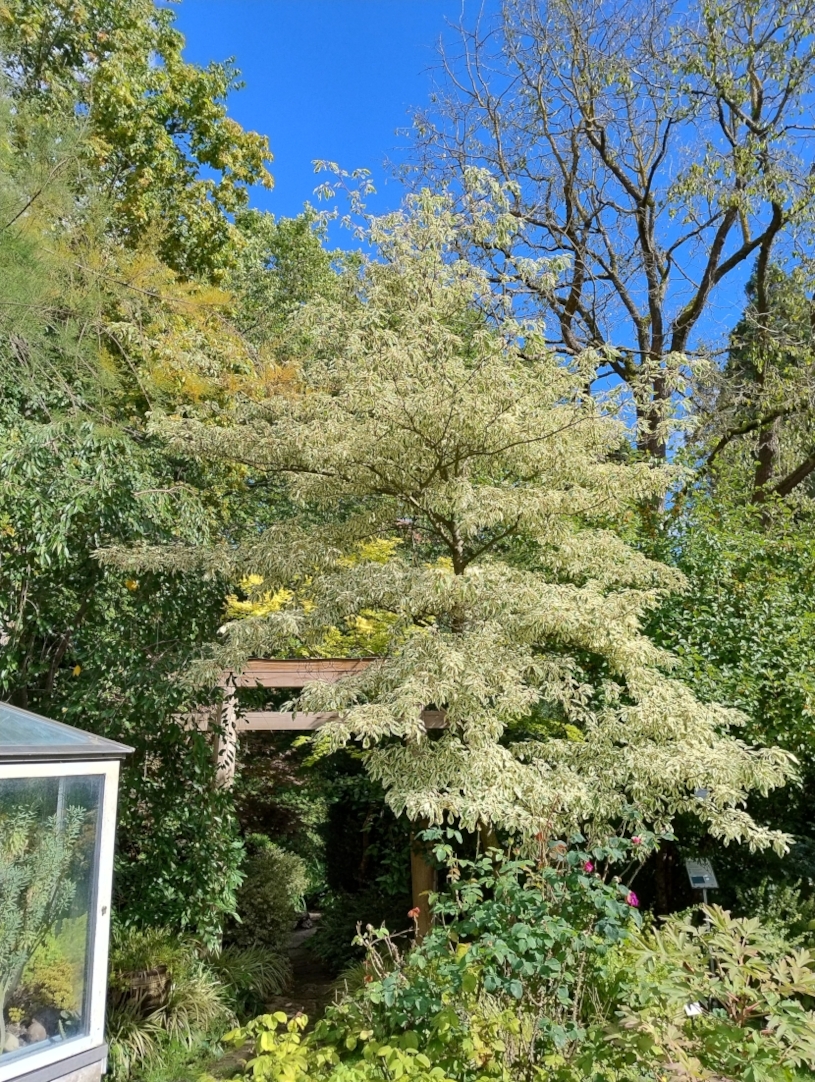 Cornus controversa 'Variegata' - Erlangen - Sept. 2025
