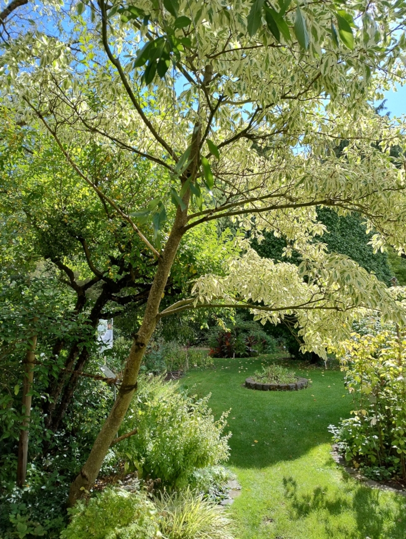 Cornus controversa 'Variegata' - Erlangen - Sept. 2025
