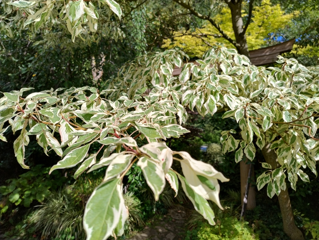 Cornus controversa 'Variegata' - Erlangen - Sept. 2025