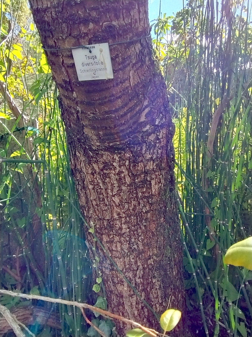 Tsuga diversifolia - Erlangen - Sept. 2025