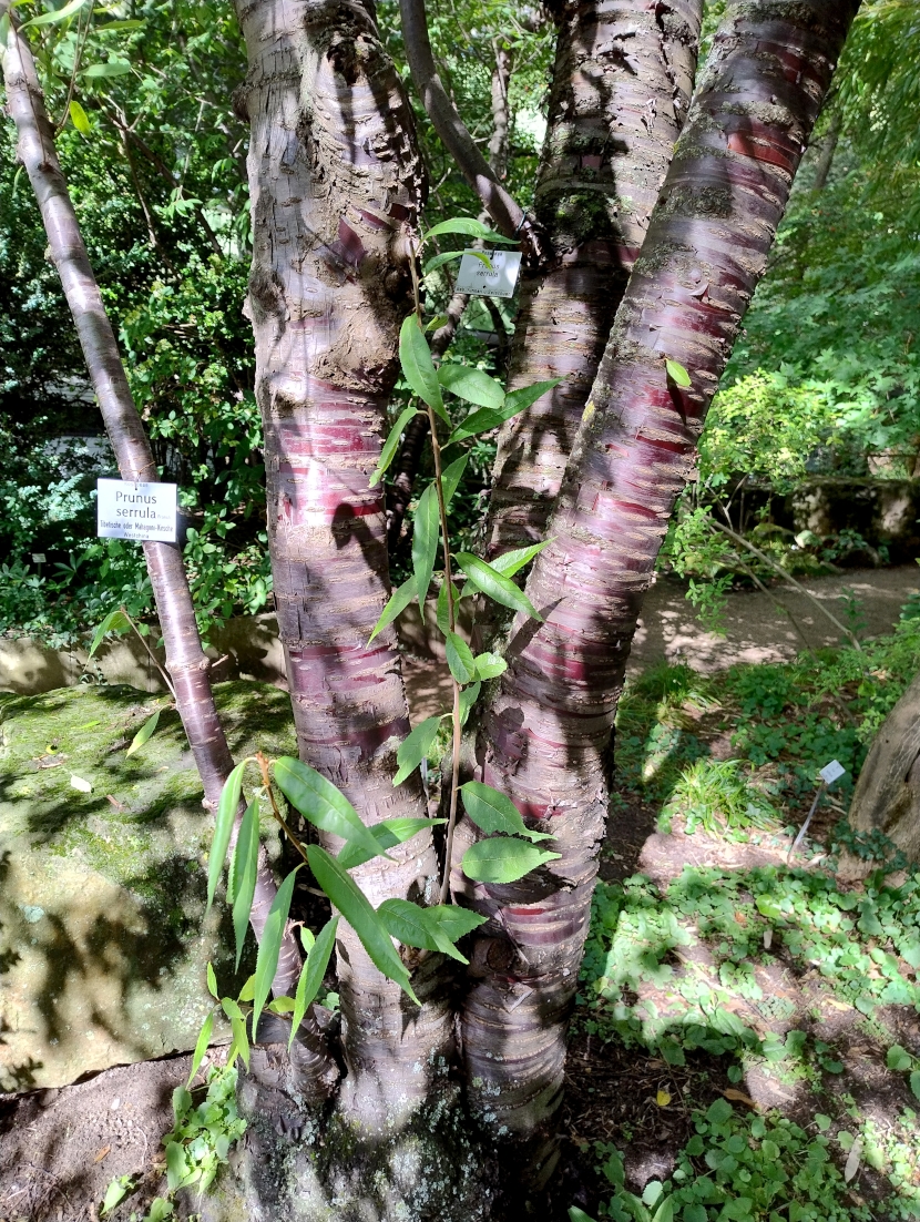 Prunus serrula - Erlangen - Sept. 2025