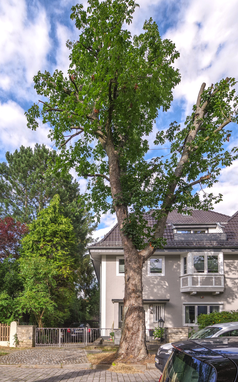 Aesculus × carnea - Berlin-Zehlendorf - Juli 2022