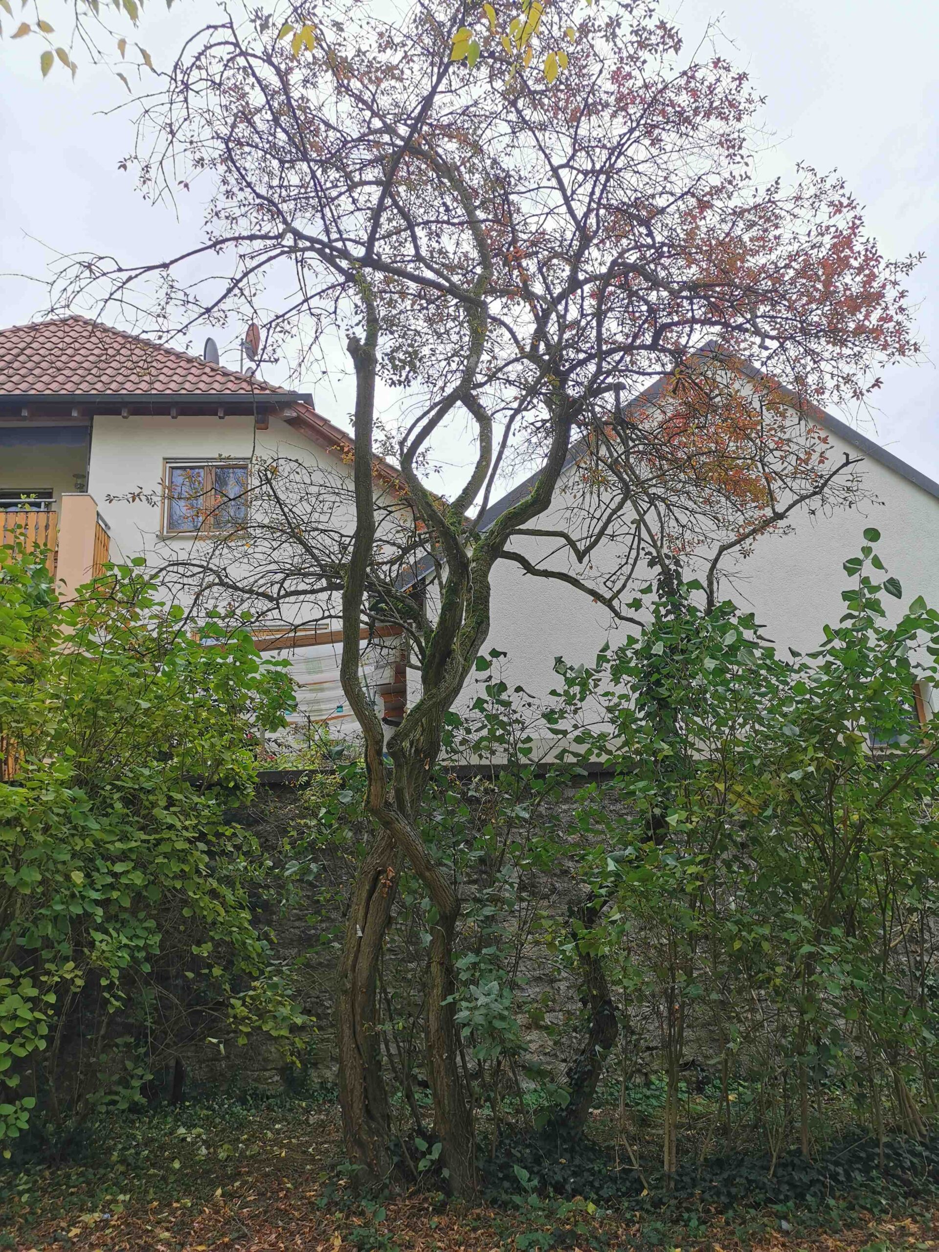 Euonymus europaeus - Weikersheim, Stadtpark - Oktober 2025