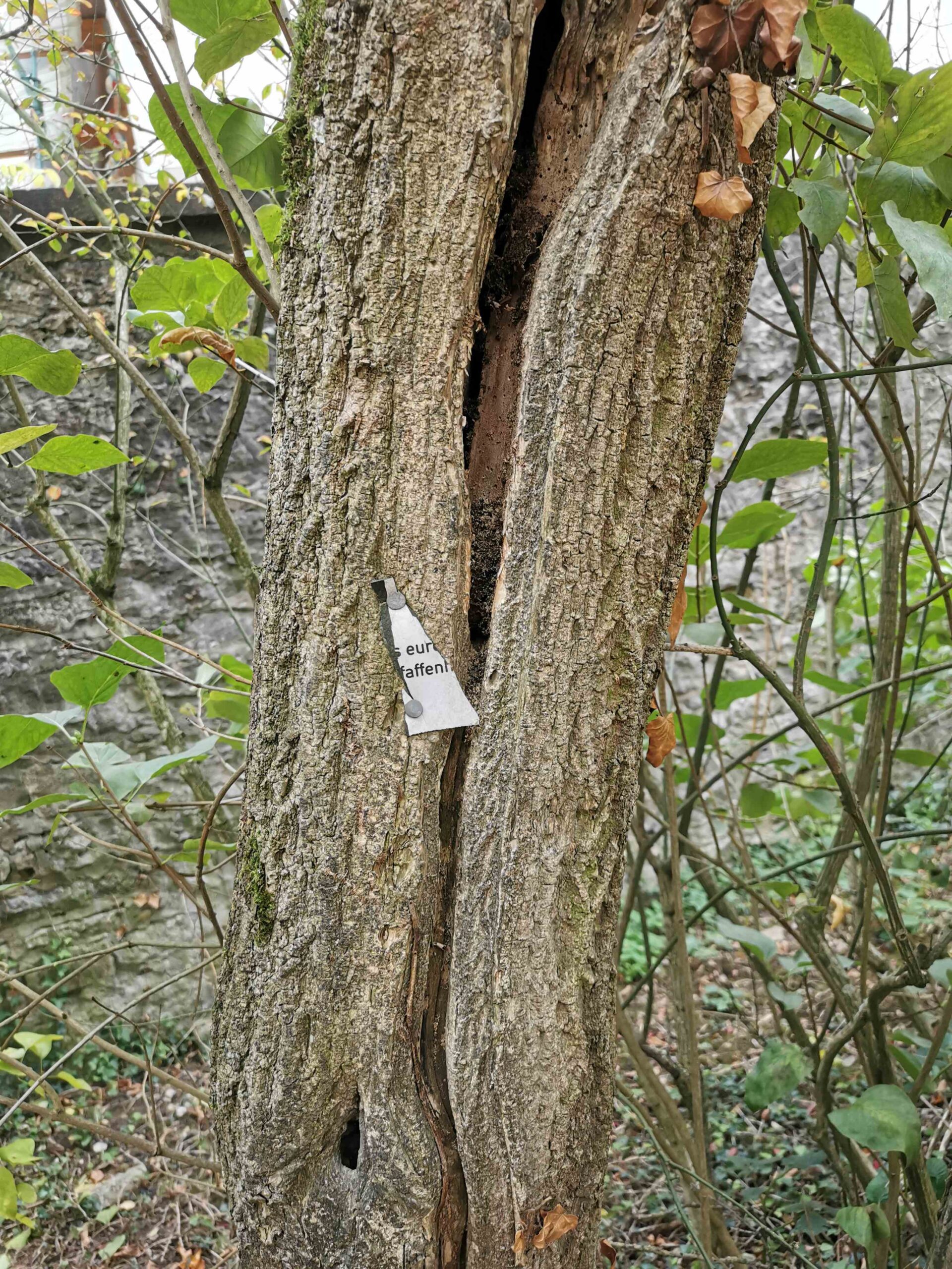 Euonymus europaeus - Weikersheim, Stadtpark - Oktober 2025