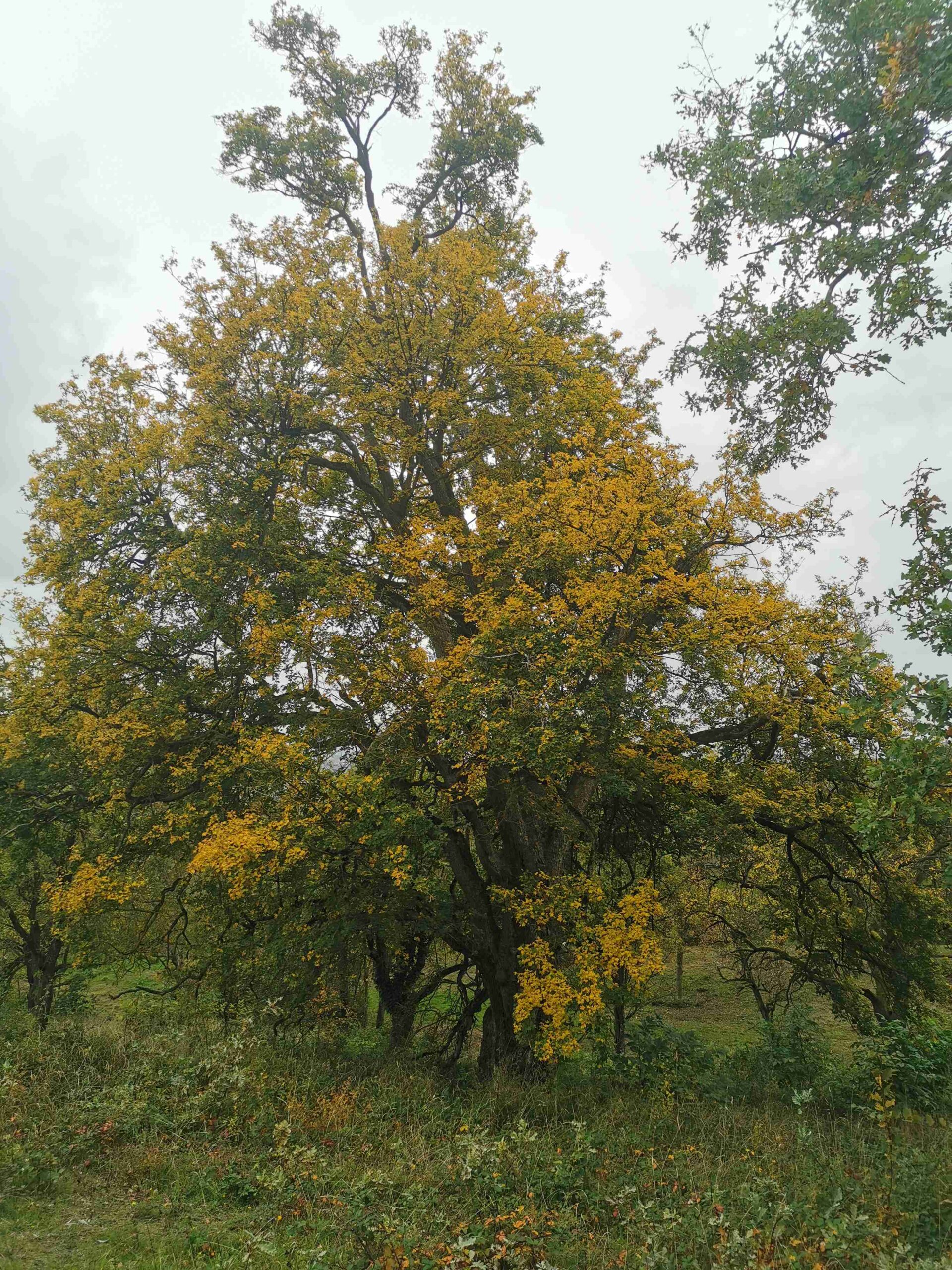 Acer campestre - Lenkersheim - Oktober 2025