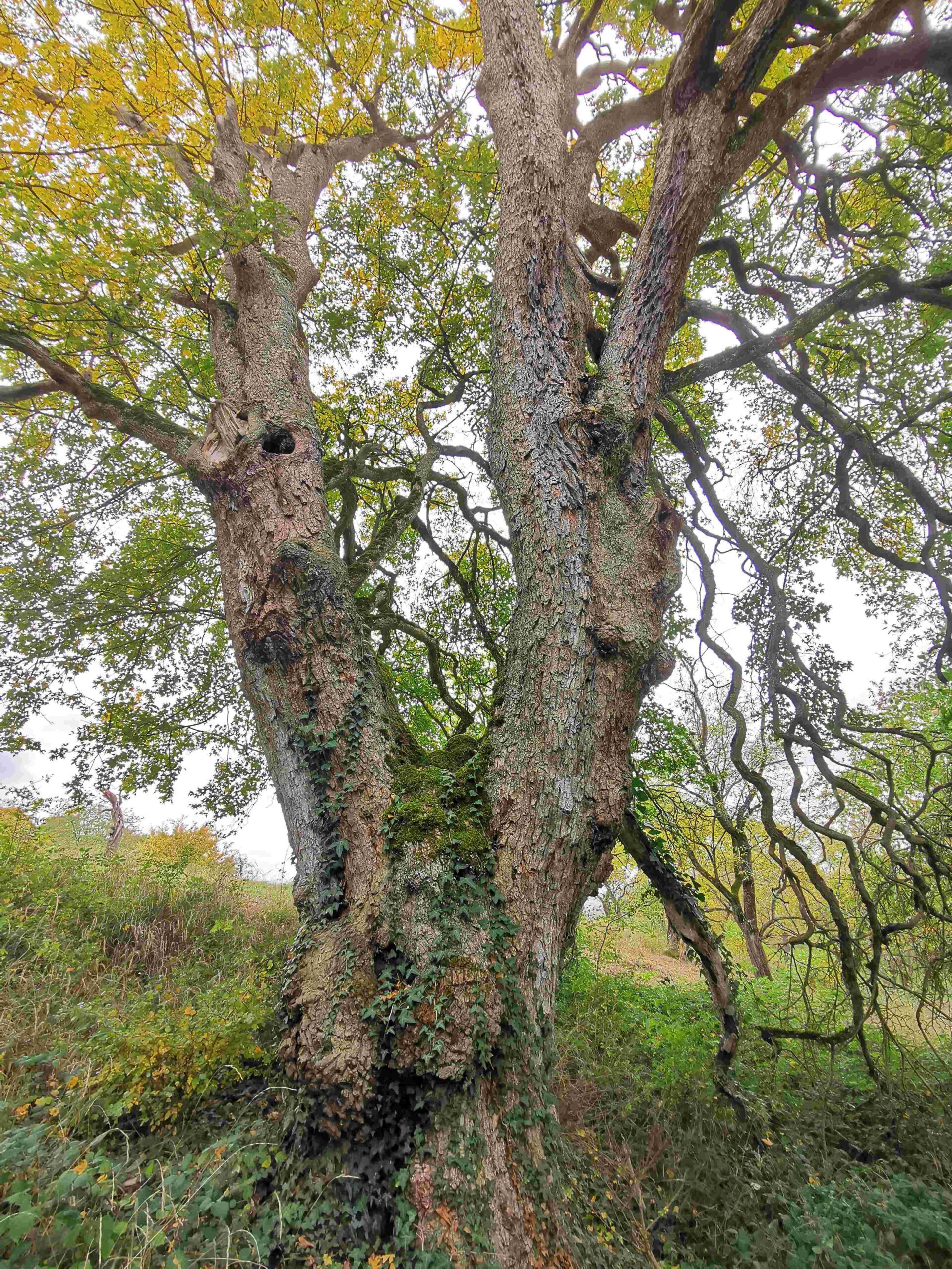 Acer campestre - Lenkersheim - Oktober 2025