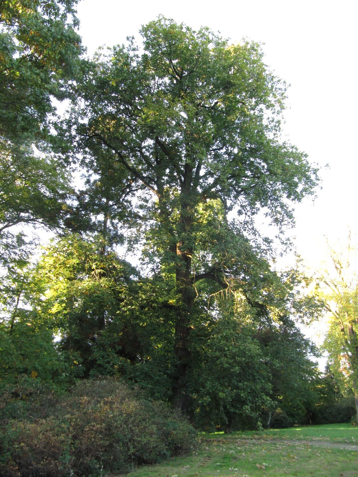 frainetto Quercus