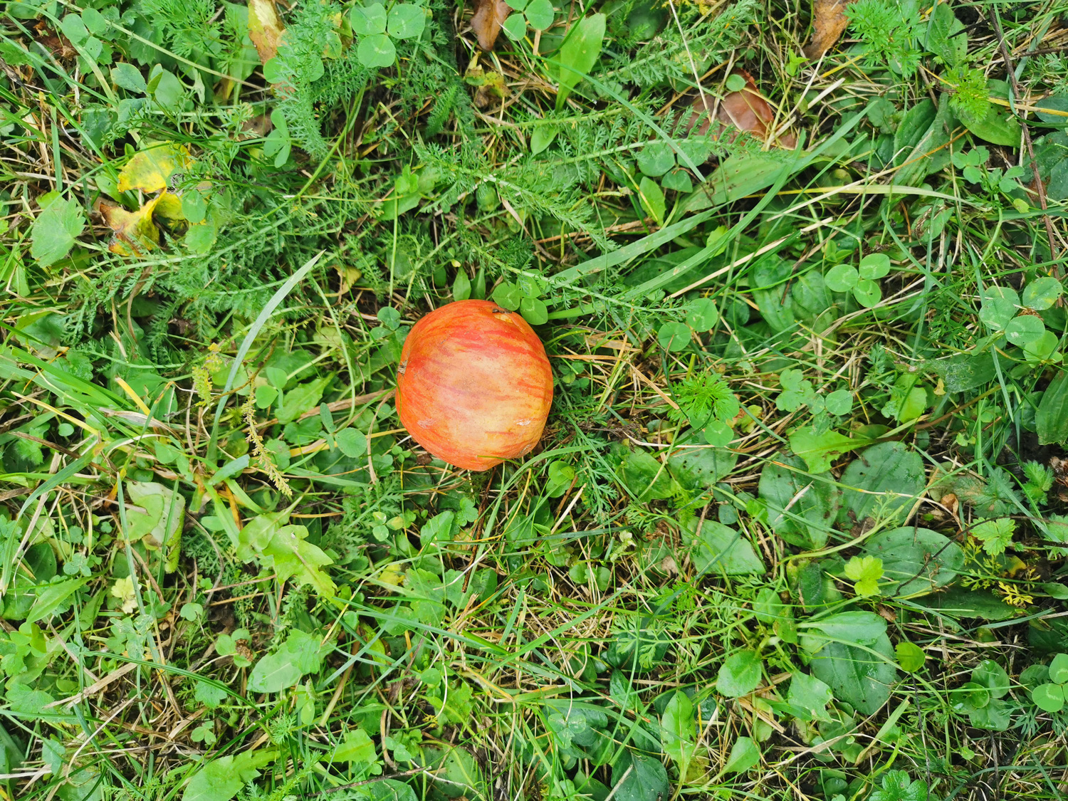 Malus domestica 'Kesseltaler Streifling'- Burgbernheim - Oktober 2025