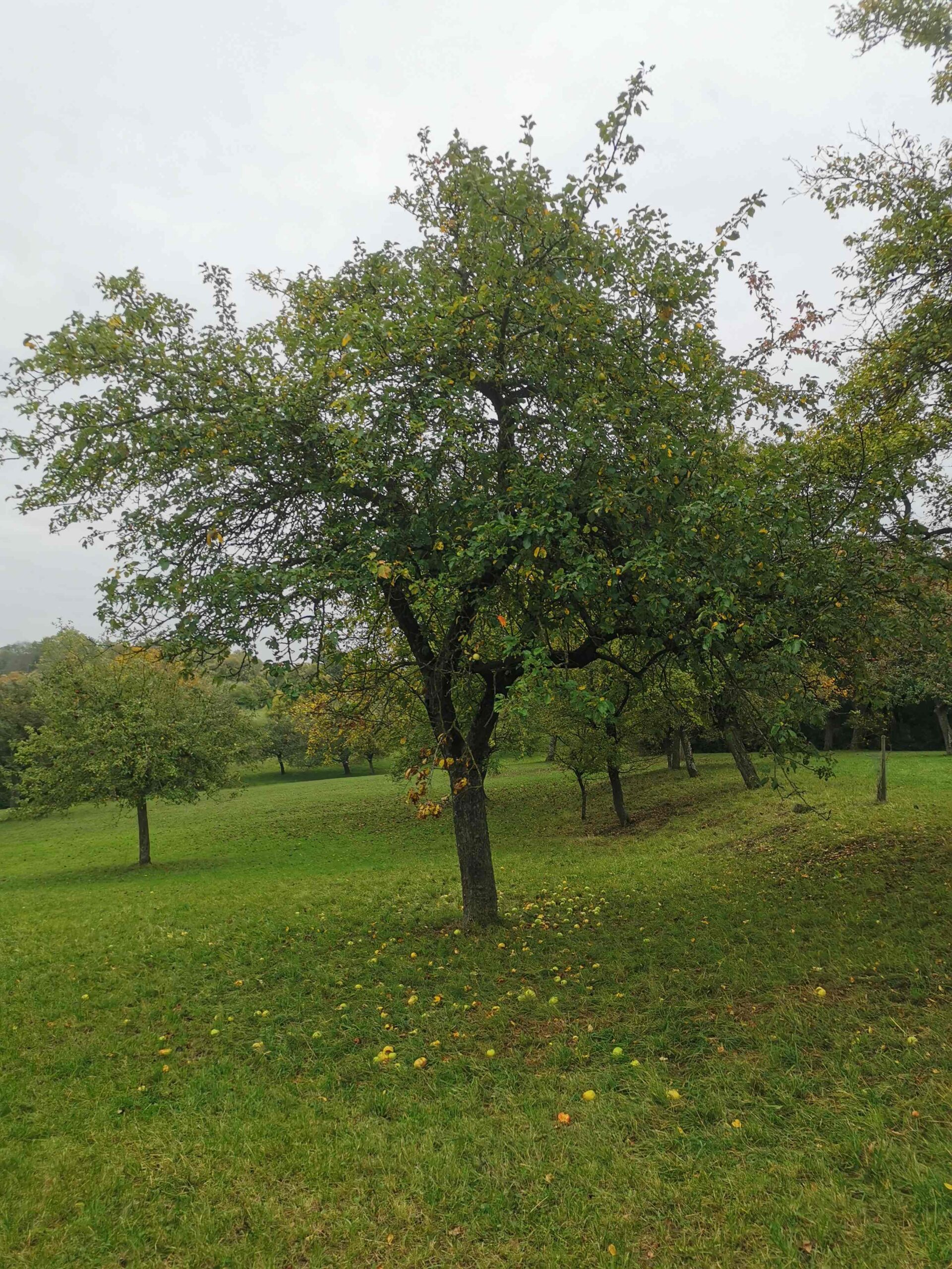 Malus domestica 'Kugelapfel' - Burgbernheim - Oktober 2025