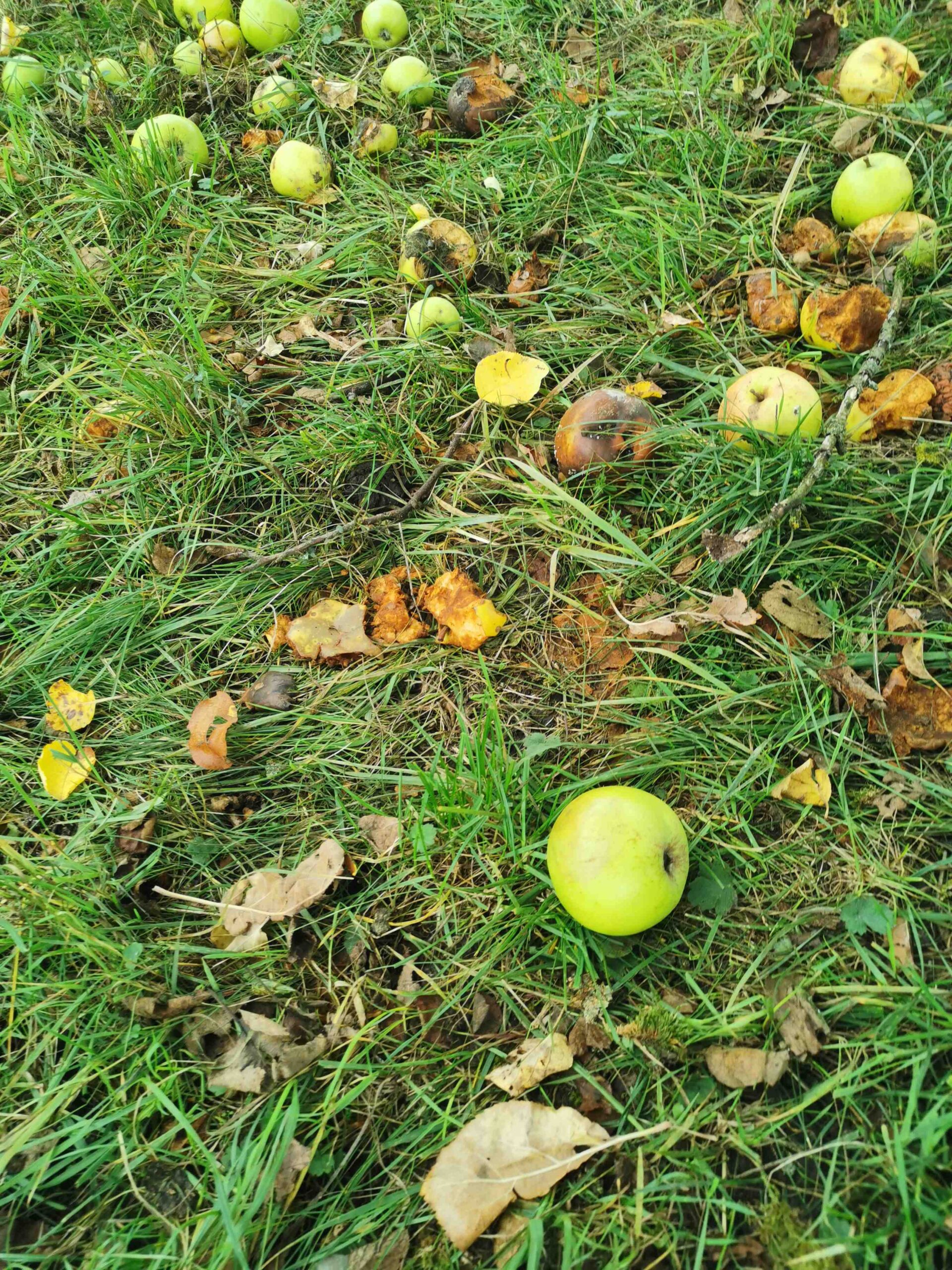 Malus domestica 'Kugelapfel' - Burgbernheim - Oktober 2025