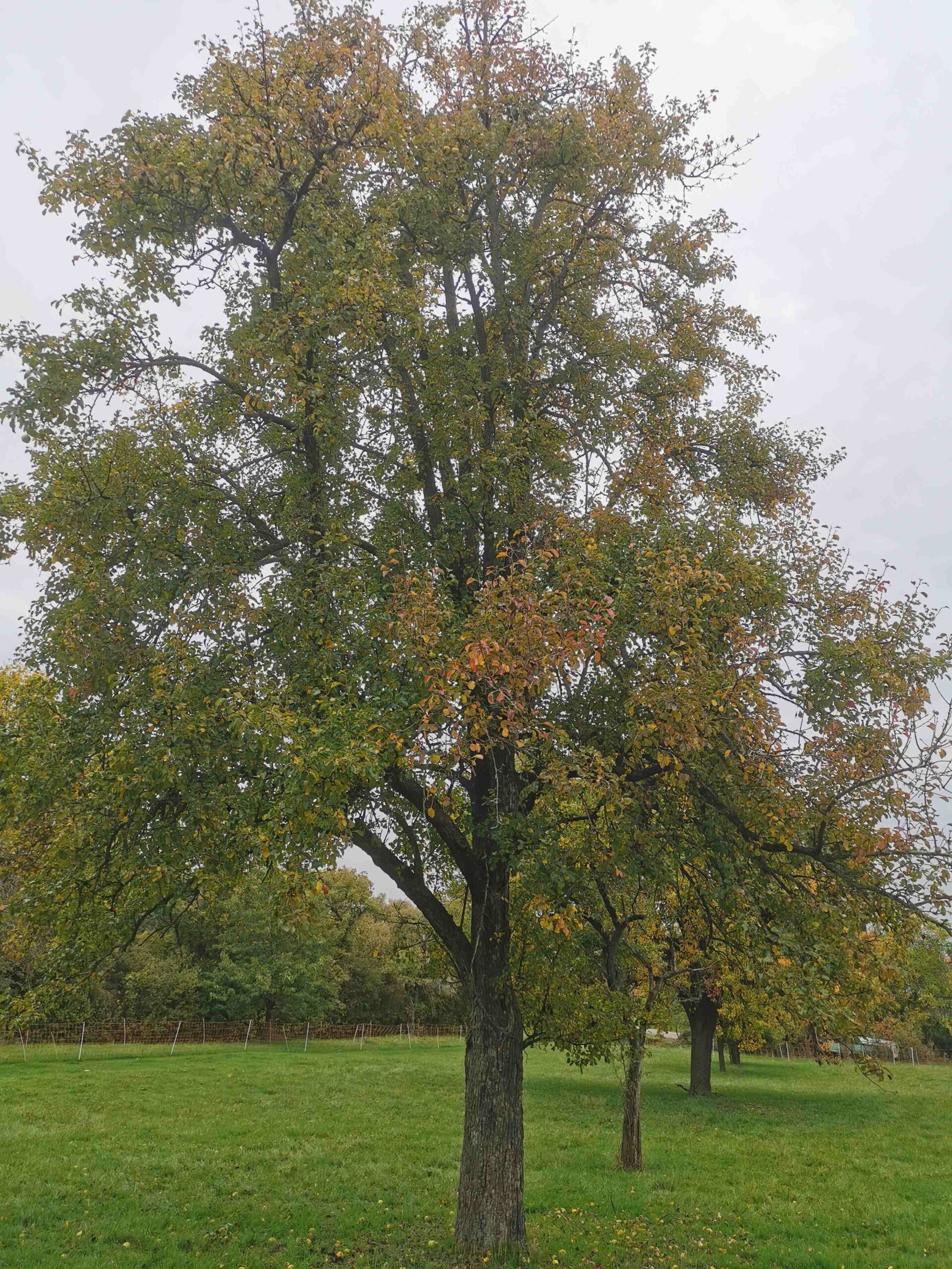 Pyrus communis 'Oberösterreicher Weinbirne' - Burgbernheim - Oktober 2025
