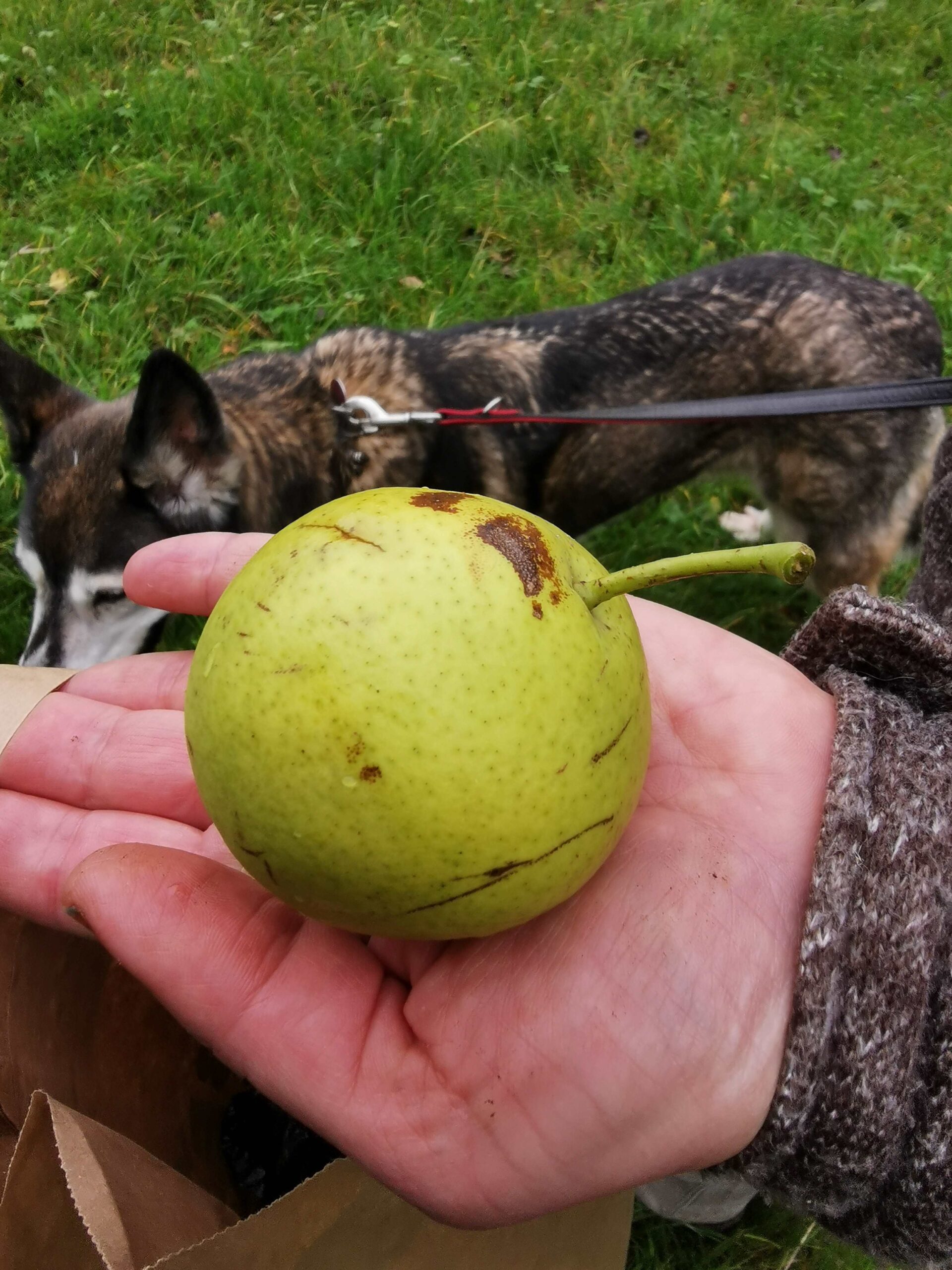Pyrus communis 'Oberösterreicher Weinbirne' - Burgbernheim - Oktober 2025