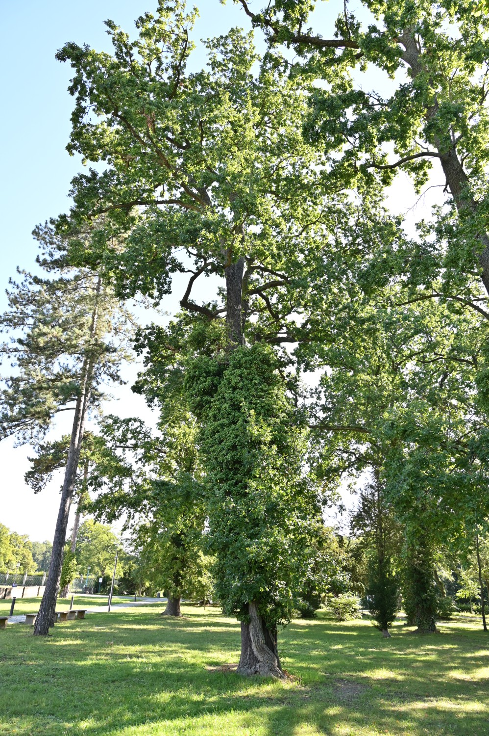 Hedera helix