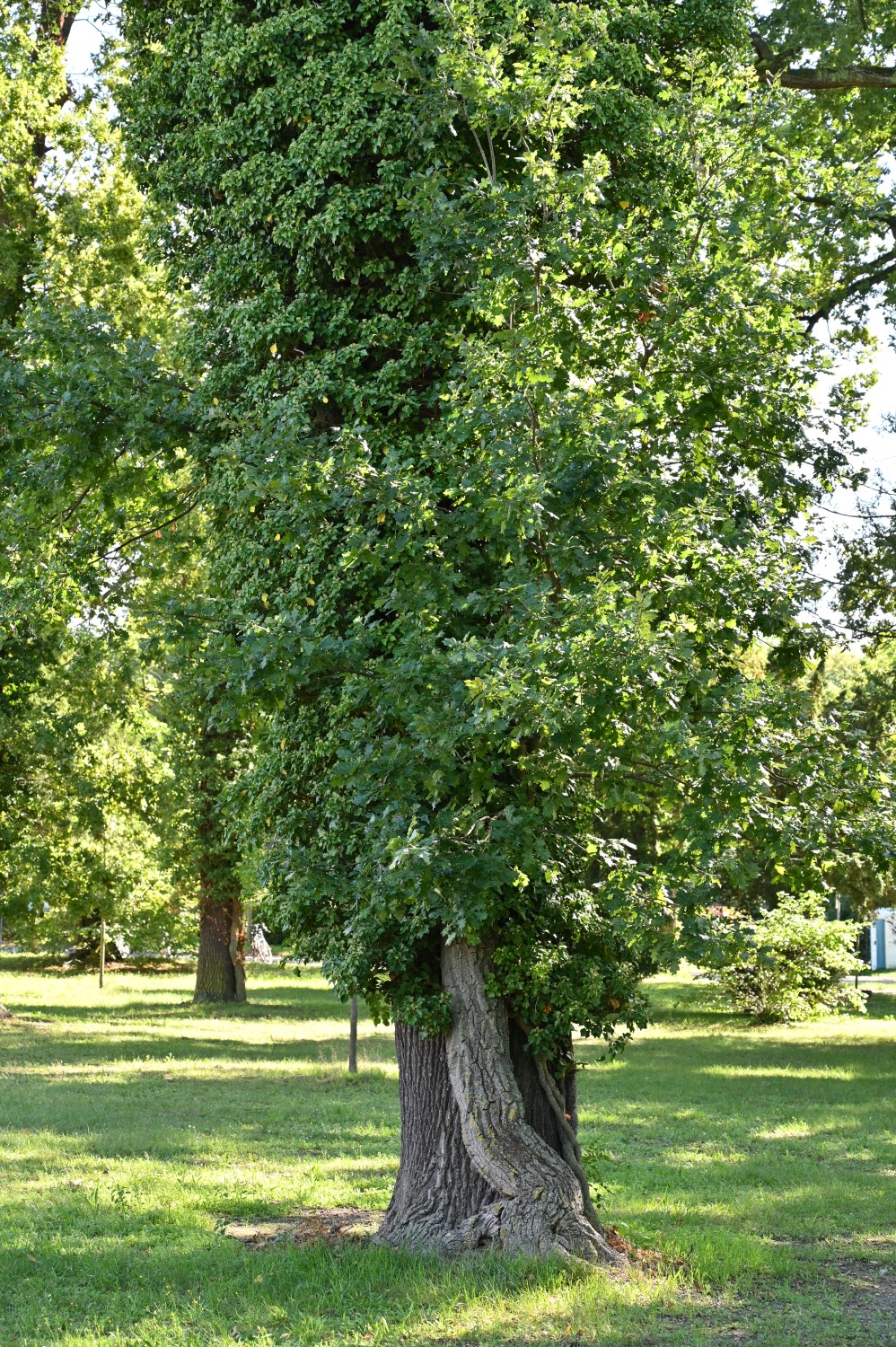 Hedera helix - Potsdam, Park Sanssouci - Sept. 2025