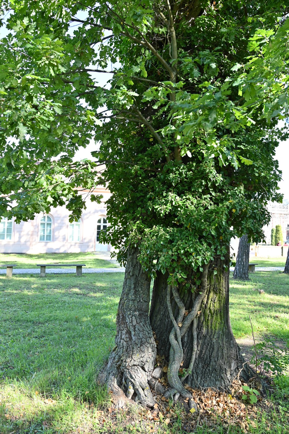 Hedera helix - Potsdam, Park Sanssouci - Sept. 2025