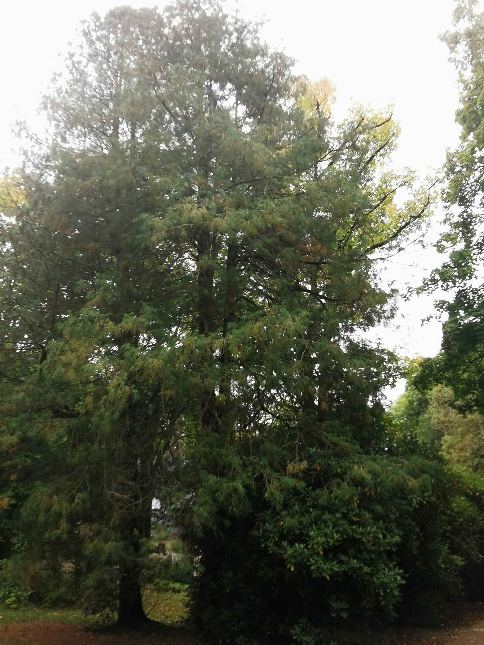 Chamaecyparis pisifera 'Filifera' - Plauen - Sept. 2025