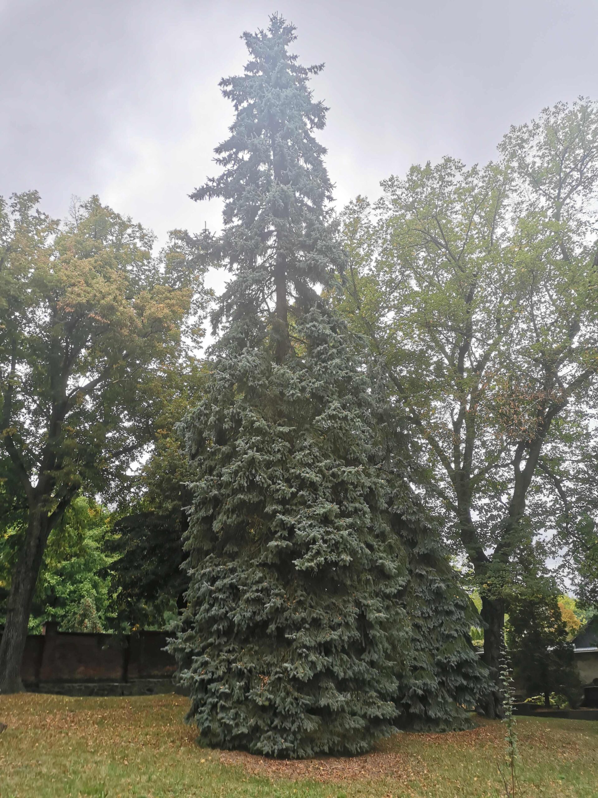 Picea pungens Pendula-Gruppe - Plauen - Sept. 2025