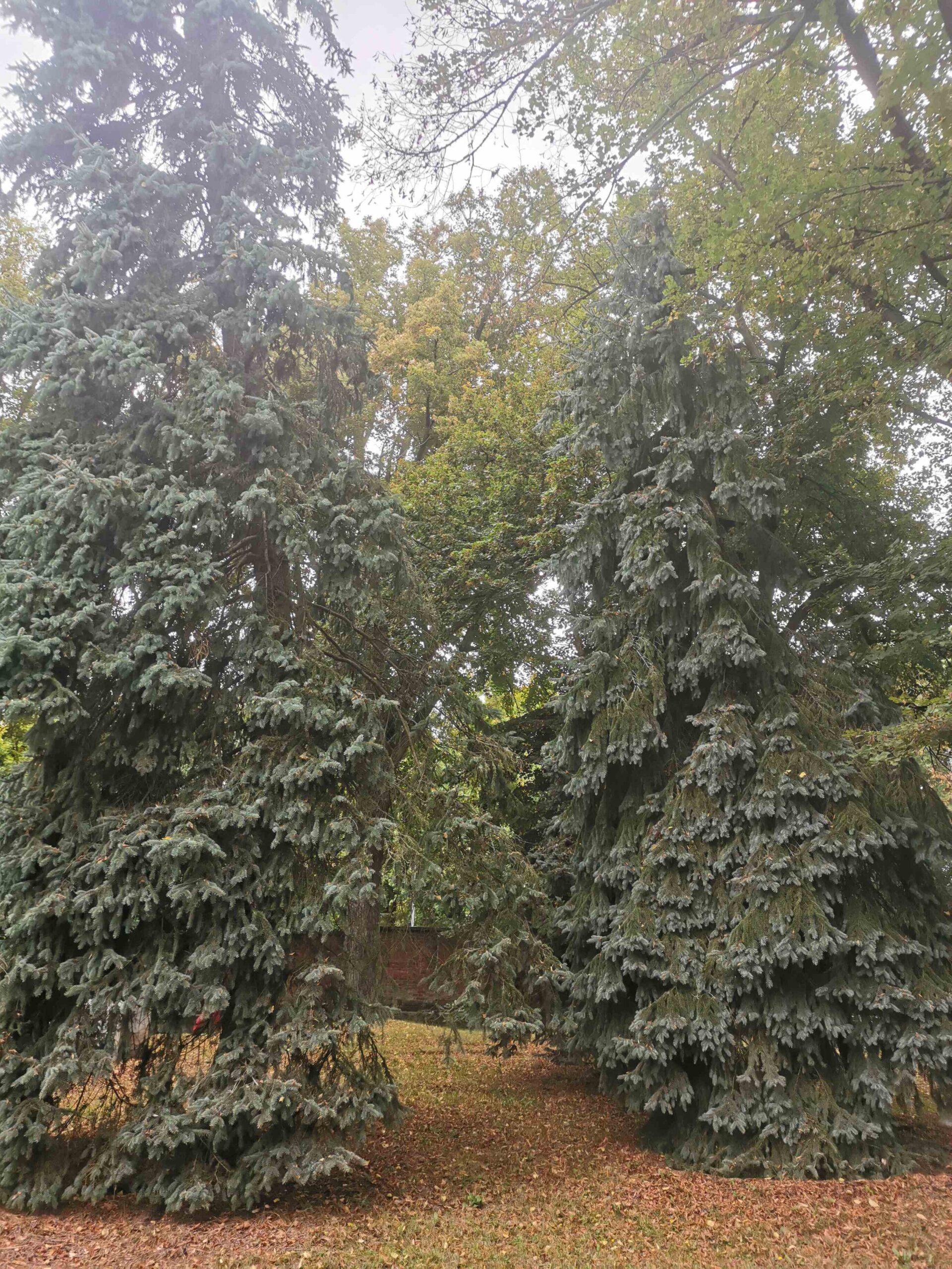 Picea pungens Pendula-Gruppe - Plauen - Sept. 2025