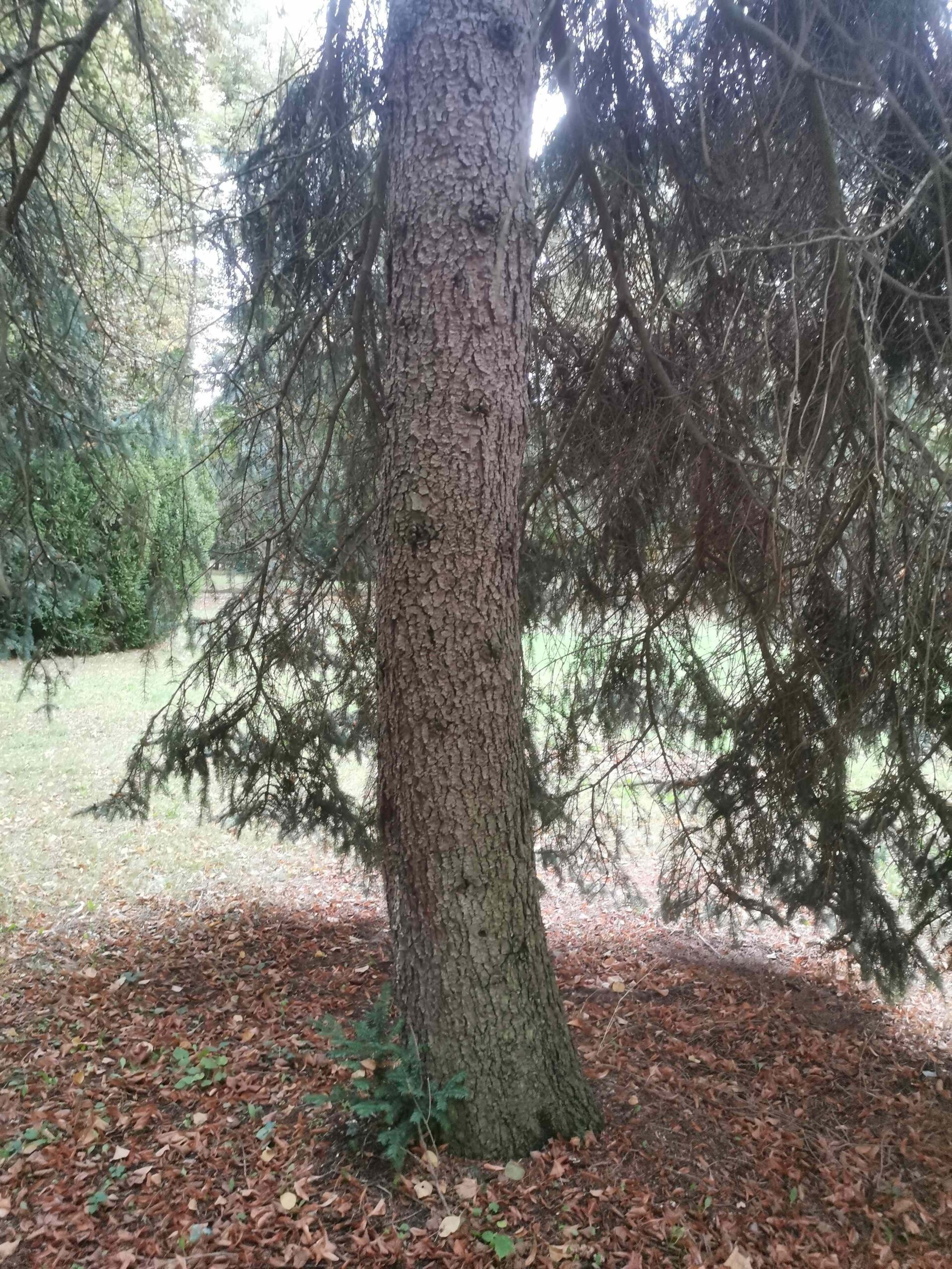 Picea pungens Pendula-Gruppe - Plauen - Sept. 2025