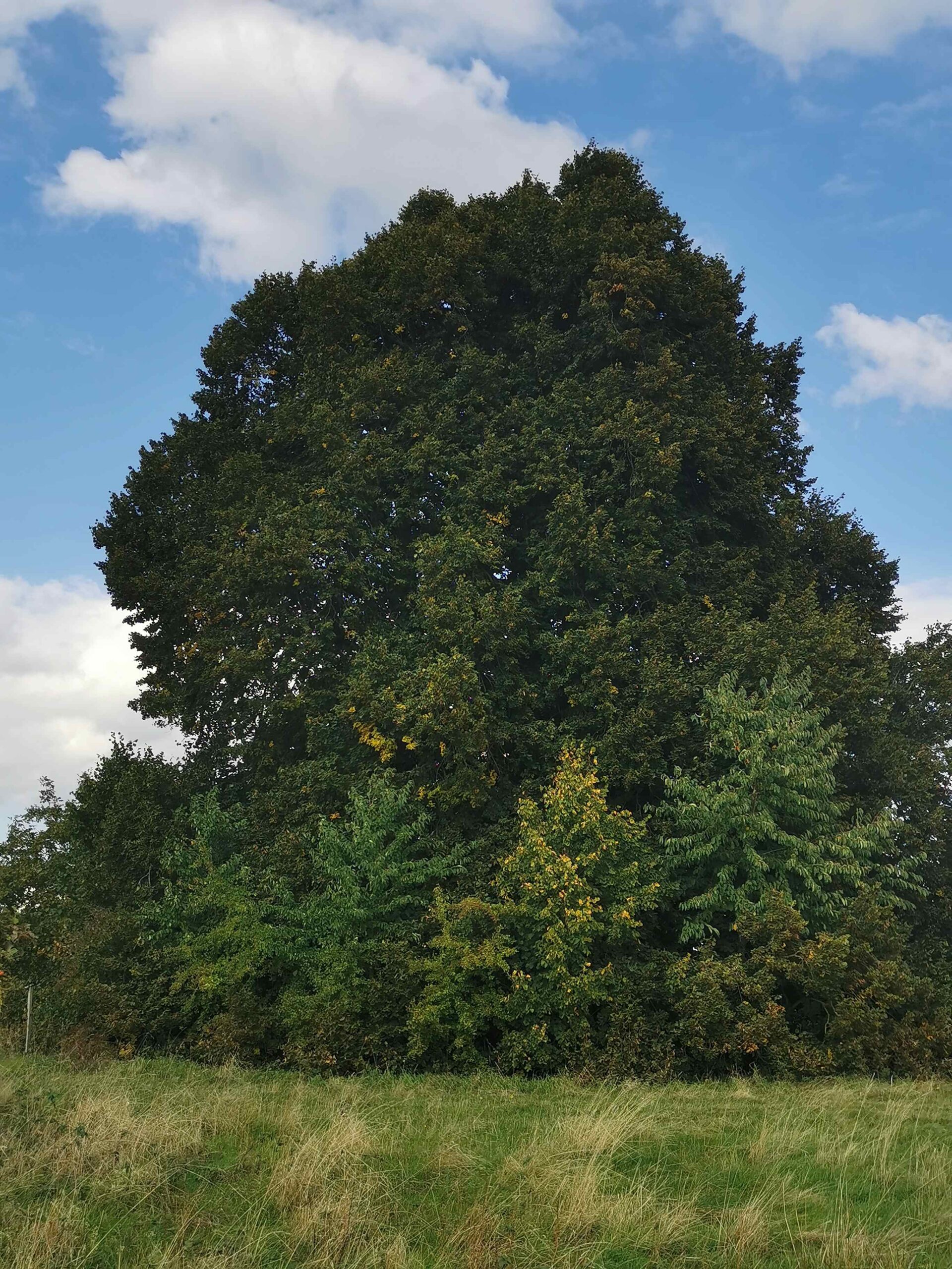 Tilia × euchlora - Reichersdorf - Sept. 2025