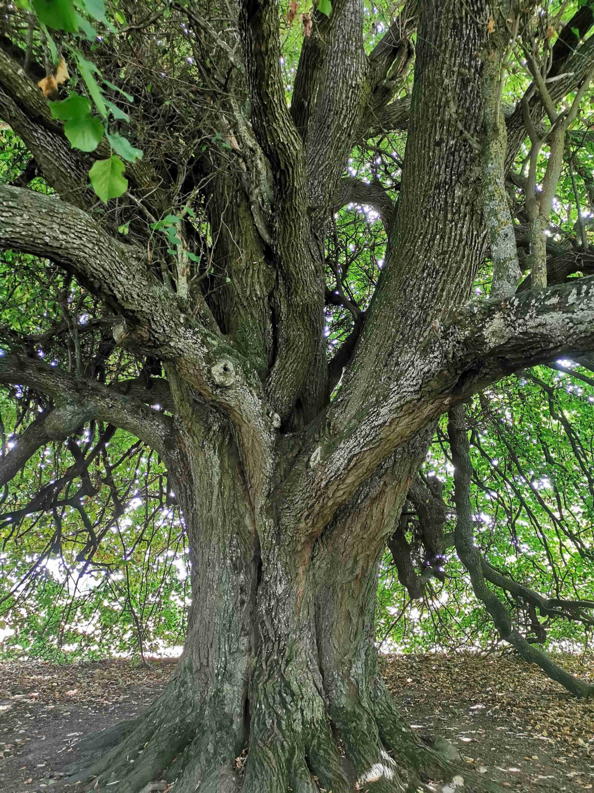 Tilia × euchlora - Reichersdorf - Sept. 2025