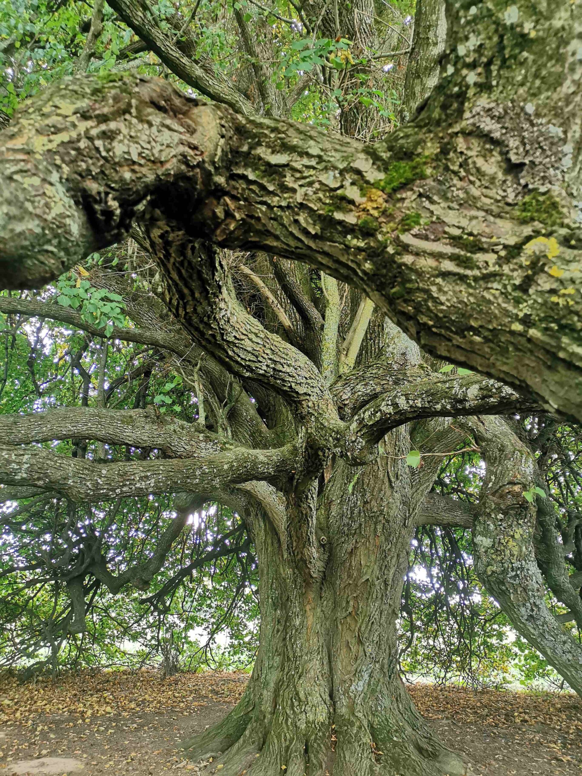 Tilia × euchlora - Reichersdorf - Sept. 2025