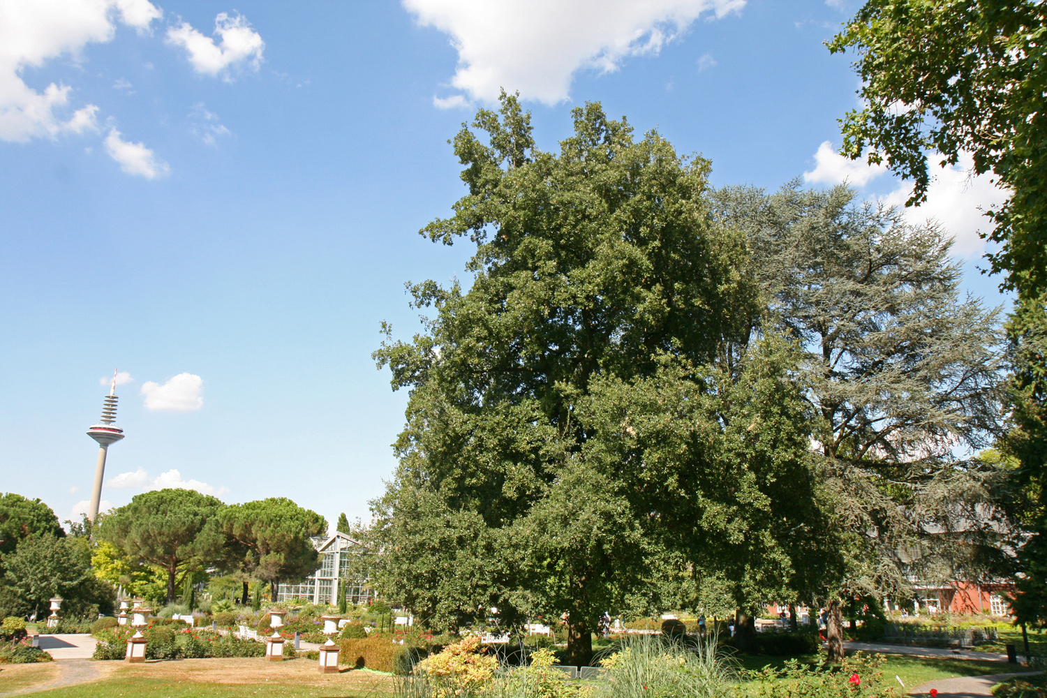 'Lucombeana' × crenata Quercus