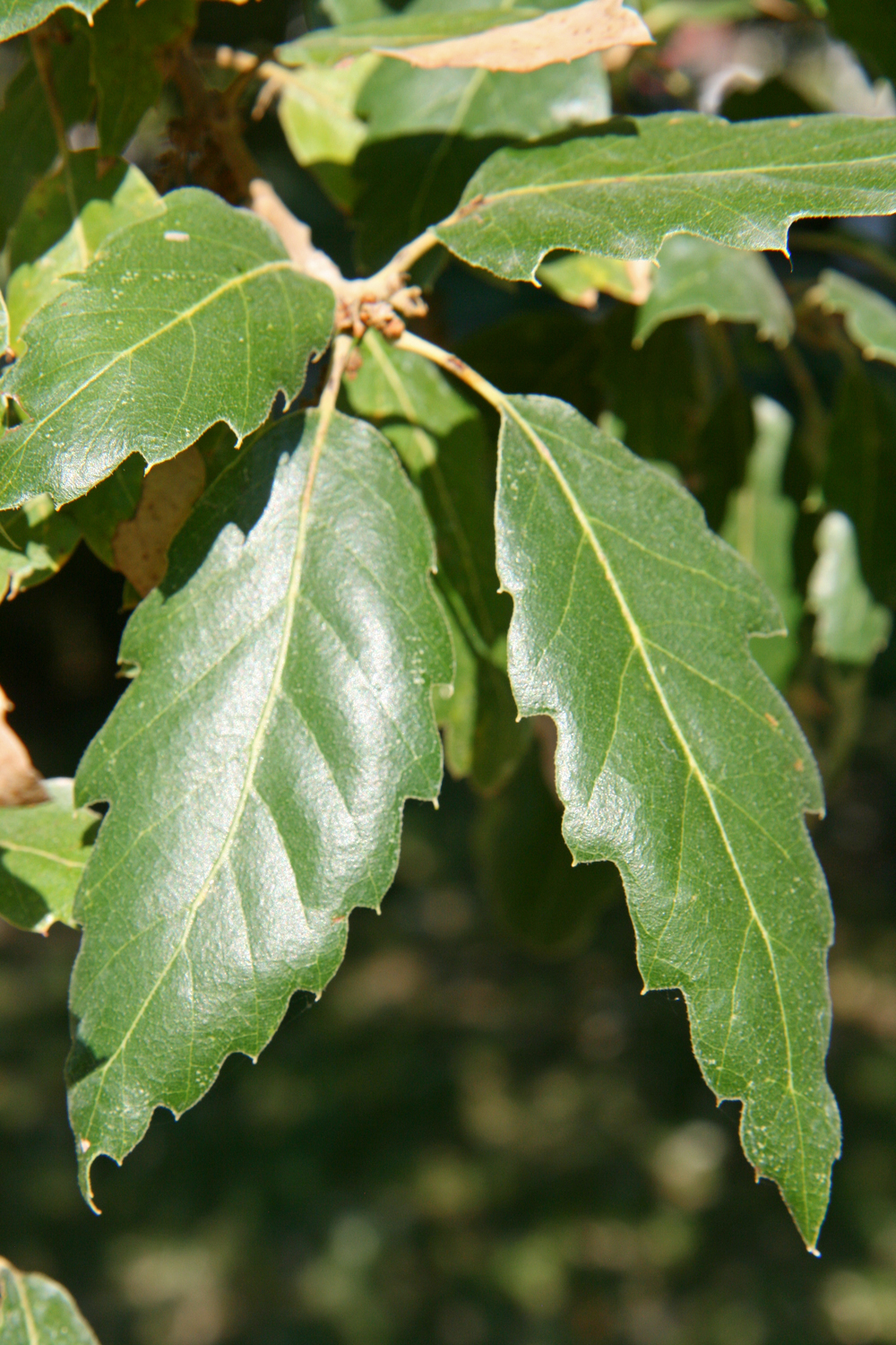 Quercus × crenata 'Lucombeana' - Frankfurt, Palmengarten - Juli 2025