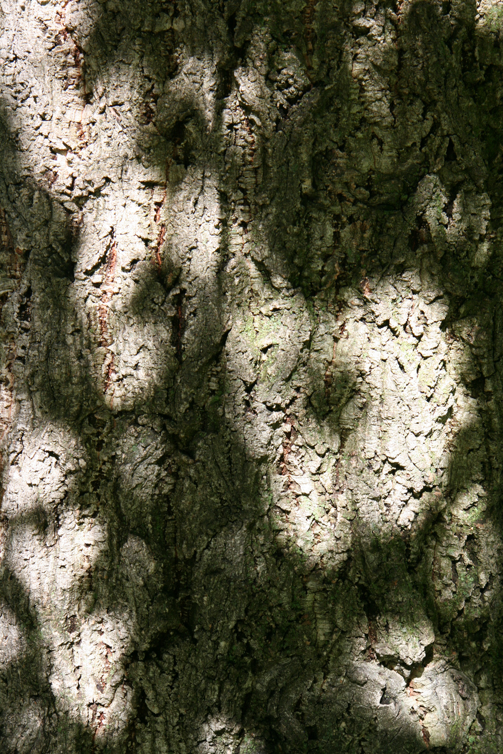 Quercus × crenata 'Lucombeana' - Frankfurt, Palmengarten - Juli 2025
